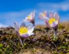 Spring pasqueflower, also called arctic violet,near Mt. Watles. Italy, South Tyrol, Alto Adige. Art Print